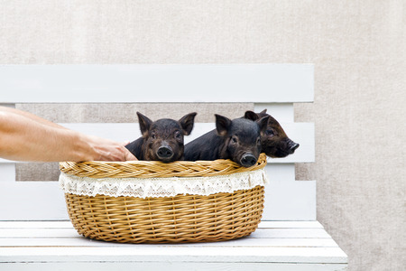 Three black pigs of Vietnamese breed sit in a wicker basket. Cute little black piglets on a white background.の写真素材