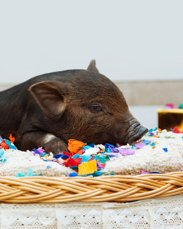One black pigs of Vietnamese breed sits in a wicker basket near the Christmas decoration. Cute little black piglet with confetti on the New Year.の写真素材