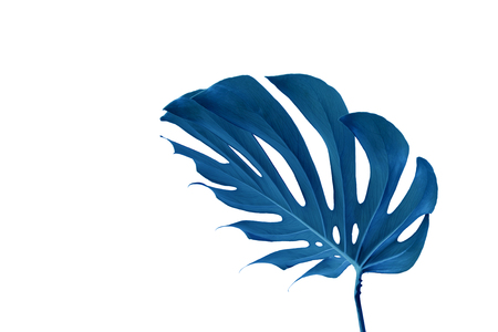 Blue leaves of monstera on a white background. Palette of green and tropical leaves monstera in the style fine art.の写真素材