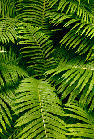 Green leafs of fern with raindrops in tropical. Top view. Flat lay. Nature background, close-up of leaves of lily of the valley and fern.の写真素材