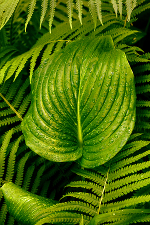 Green leafs of fern with raindrops in tropical. Top view. Flat lay. Nature background, close-up of leaves of lily of the valley and fern.の写真素材