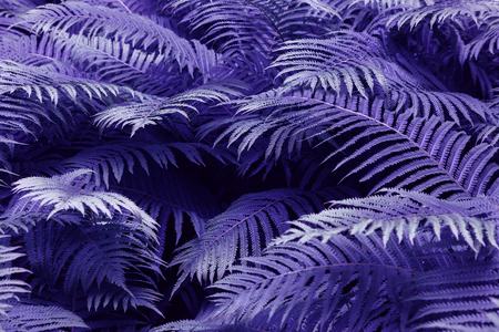 Purple leafs of fern with raindrops in tropical. Top view. Flat lay. Nature background, close-up of leaves of lily of the valley and fern.の写真素材