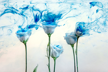 White poses inside in water on a white background. Flowers is under the water with acrylic blue paints.の写真素材