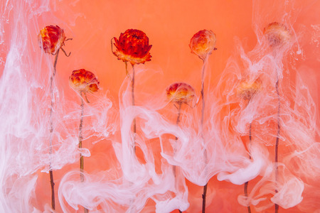 Red and yellow autumn flowers inside in water on a orange background. Flowers is under the water with acrylic white paints.の写真素材