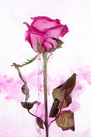 Pink rose with green leaves inside the water on a white background. Watercolor style and abstract image of red rose.の写真素材