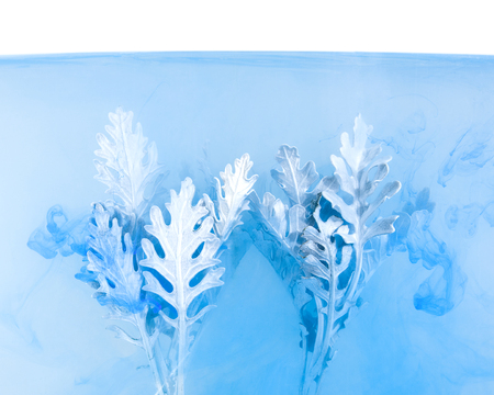 Gray grass inside in water on a white background. Flowers is under the water with acrylic blue and white paints us Winter Tale.の写真素材