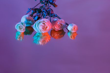 Bouquet of pink, purple and blue roses on the bright background with shadow.の写真素材