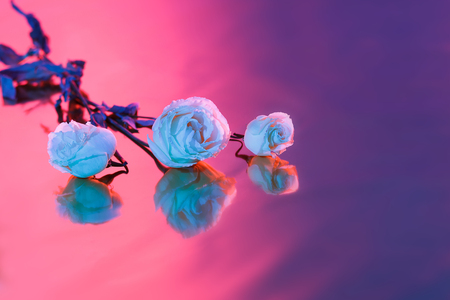Bouquet of pink, purple and blue roses on the bright background with shadow.の写真素材