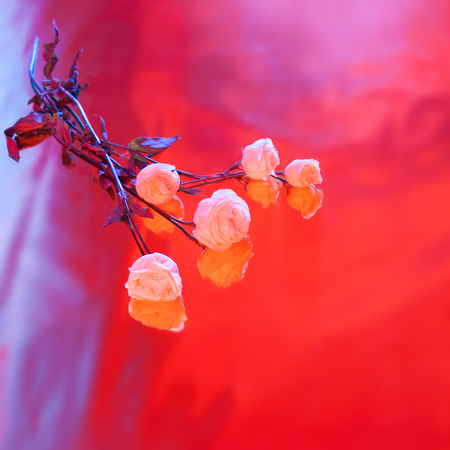 Bouquet of pink, purple and blue roses on the bright background with shadow.の写真素材