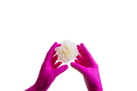 Female doctor hands in pink gloves with white flower. Purple gloves on a white background symbol of health and cleanliness.の写真素材