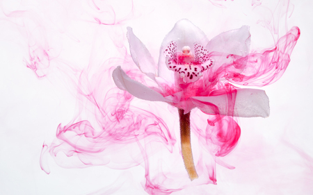White orchid inside the water on a white background whith pink paints. Watercolor style and abstract image of white orchid.の写真素材