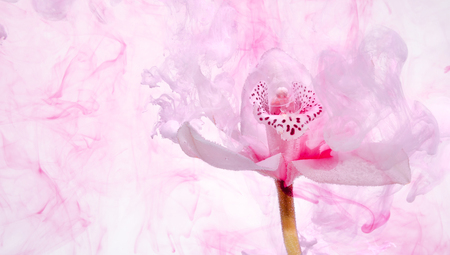 White orchid inside the water on a white background whith pink paints. Watercolor style and abstract image of white orchid.の写真素材