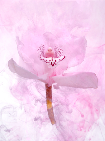 White orchid inside the water on a white background whith pink paints. Watercolor style and abstract image of white orchid.の写真素材