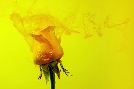 Yellow rose inside the water on a yellow background whith yellow acrylic paints. Watercolor style and abstract spring image of flower.の写真素材