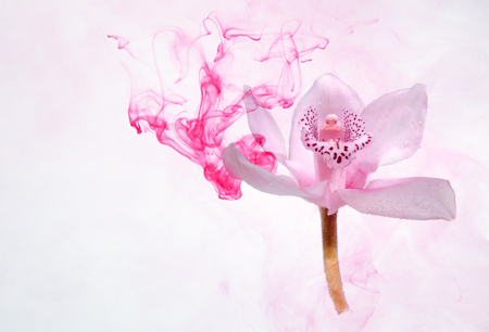 White orchid inside the water on a white background whith pink paints. Watercolor style and abstract image of white orchid.の写真素材