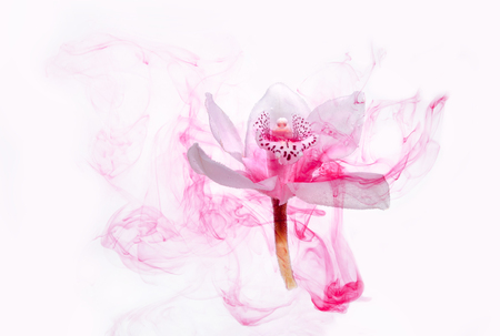 White orchid inside the water on a white background whith pink paints. Watercolor style and abstract image of white orchid.の写真素材