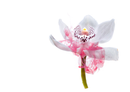 White orchid inside the water on a white background whith pink paints. Watercolor style and abstract image of white orchid.の写真素材