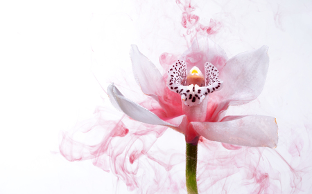 White orchid inside the water on a white background whith pink paints. Watercolor style and abstract image of white orchid.の写真素材
