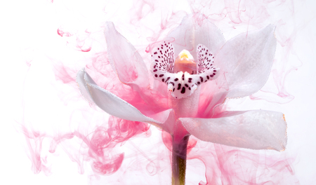 White orchid inside the water on a white background whith pink paints. Watercolor style and abstract image of white orchid.の写真素材