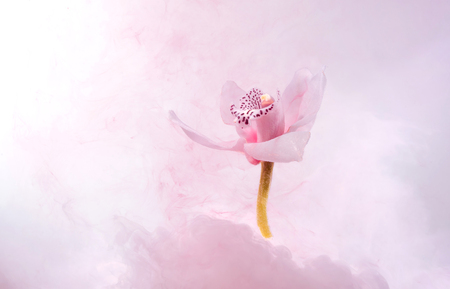 White orchid inside the water whith pink paints. Watercolor style and abstract image of white orchid.の写真素材