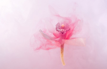 White orchid inside the water whith pink paints. Watercolor style and abstract image of white orchid.の写真素材