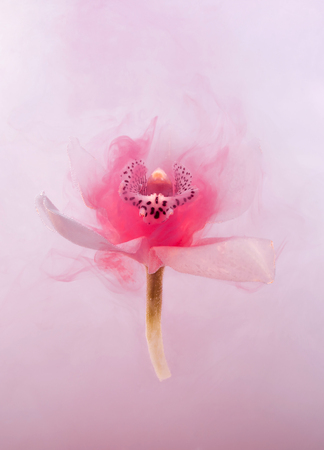 White orchid inside the water whith pink paints. Watercolor style and abstract image of white orchid.の写真素材