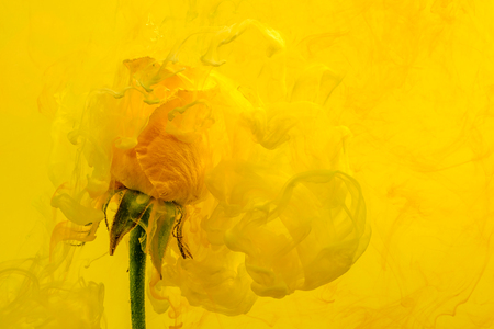 Yellow rose inside the water on the yellow and red background whith yellow acrylic paints. Watercolor style and abstract spring image of flower.の写真素材