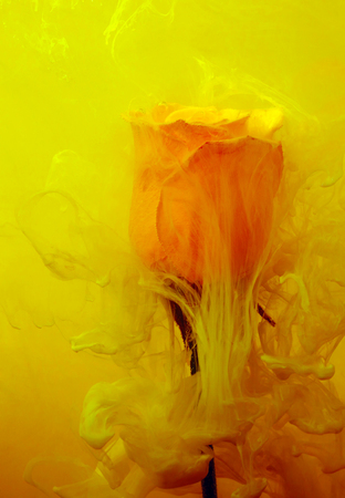 Yellow rose inside the water on the yellow and red background whith yellow acrylic paints. Watercolor style and abstract spring image of flower.の写真素材
