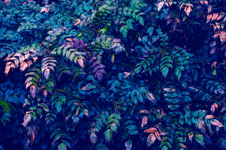 Background from multicolored leaves of bushes. Abstract image of evergreen leaves of green, blue, pink and magenta colors.の写真素材