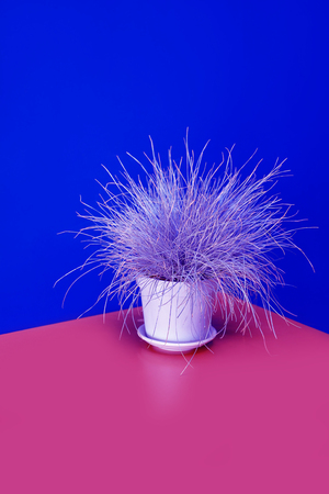Gray grass ryegrass in a white vase on an pink table. Vase with grass on blue wall background, interior design.の写真素材