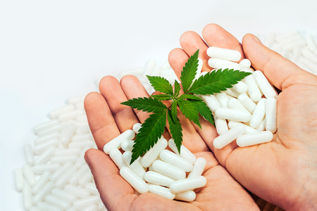 Small green marijuana leaves on a white background with hands. Close-up one plant medical cannabis, two hands with pills.の写真素材
