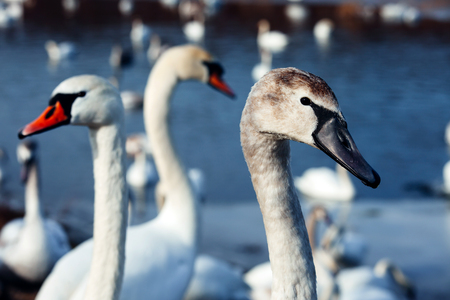 White swans on a blue lake. Beautiful white swan with the family in swan lake, romance, seasonal postcard, selective focus.の写真素材