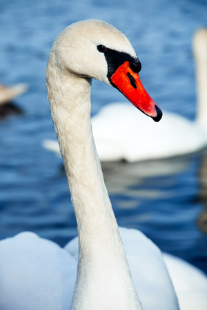 White swans on a blue lake. Beautiful white swan with the family in swan lake, romance, seasonal postcard, selective focus.の写真素材