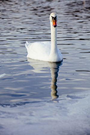 White swans on a blue lake. Beautiful white swan with the family in swan lake, romance, seasonal postcard, selective focus.の写真素材