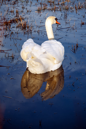White swans on a blue lake. Beautiful white swan with the family in swan lake, romance, seasonal postcard, selective focus.の写真素材