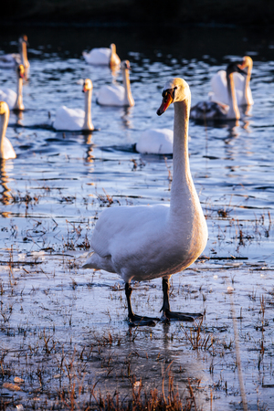 White swans on a blue lake. Beautiful white swan with the family in swan lake, romance, seasonal postcard, selective focus.の写真素材