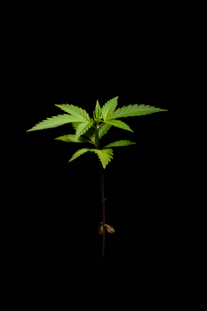 Small green marijuana leaves on a black background. Close-up one plant medical cannabis.の写真素材