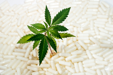 Small green marijuana leaves on a white background from pills. Close-up one plant medical cannabis.の写真素材