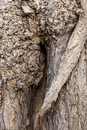 Bark of tree with large growths. Texture a bark of an old oak.の写真素材