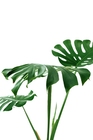 Different green leaves on a white background. Palette of green and tropical leaves monstera in the style fine art.の写真素材