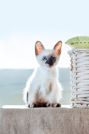 Little kitten of Thai breed in the sun's rays. Funny Cat with blue eyes on the white background.の写真素材