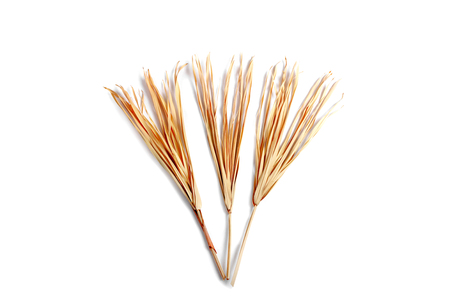 Yellow dry branches isolated on white background. Tropical dried grass.の写真素材