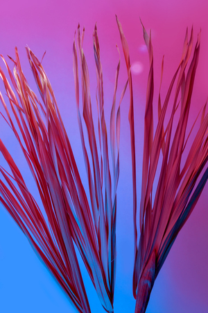 Pink dry branches isolated on blue and pink background. Tropical purple and red dried grass with sun and shadow . Abstract texture.の写真素材