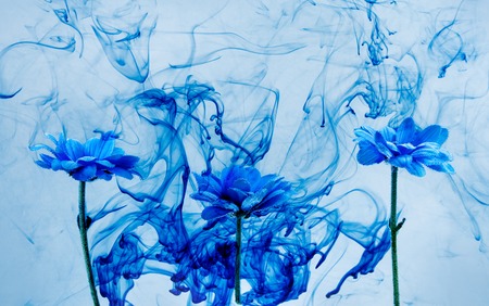 Blue chrysanthemum inside in water on a white background. Flowers aster under the water with blue paints and smoke.の写真素材