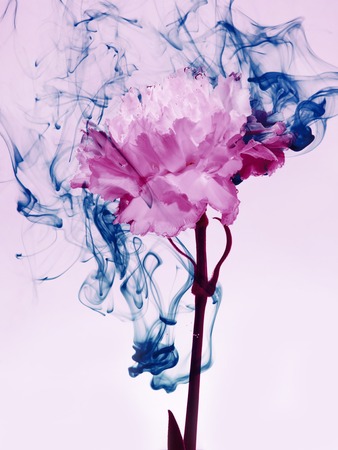 Pink carnation inside in water on a white background. Flower under the water with blue paints and smoke.の写真素材