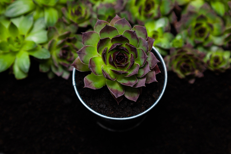 Group of different Aeoniums on the black background. Small flowers on ground of green, pink and yellow colors.の写真素材