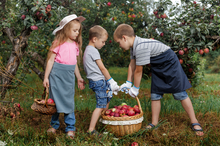 Two brothers and a sister harvest ripe red apples in the garden. Little children are holding a large basket of apples.の写真素材