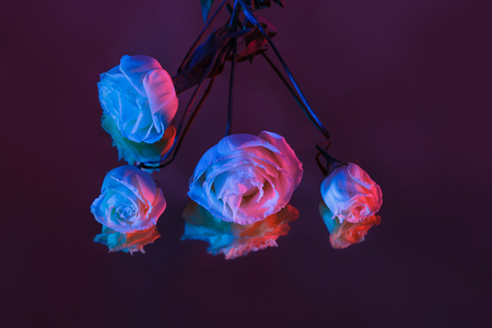 Bouquet of pink, purple and blue roses on the bright background with shadow.の写真素材