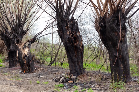 Black burned trees after forest fire. Charred bark after catastrophy and green grass.の写真素材