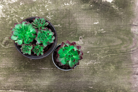 Group of different Aeoniums on the green wooden background. Small flowers green, pink and yellow colors in flowerpot.の写真素材